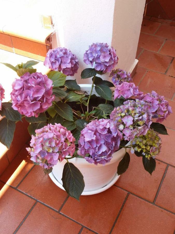 B&B Casa Vacanza Cioffi Vico Equense Exterior photo